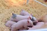 Η μητρική συμπεριφορά επηρεάζει την ανάπτυξη των χοιριδίων